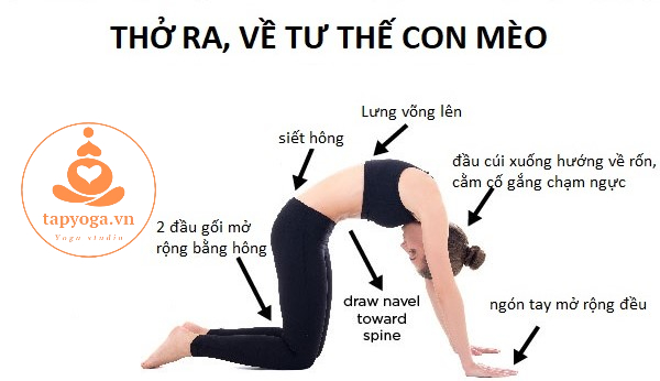 Tư thế mèo - bò (Cat-Cow Pose)